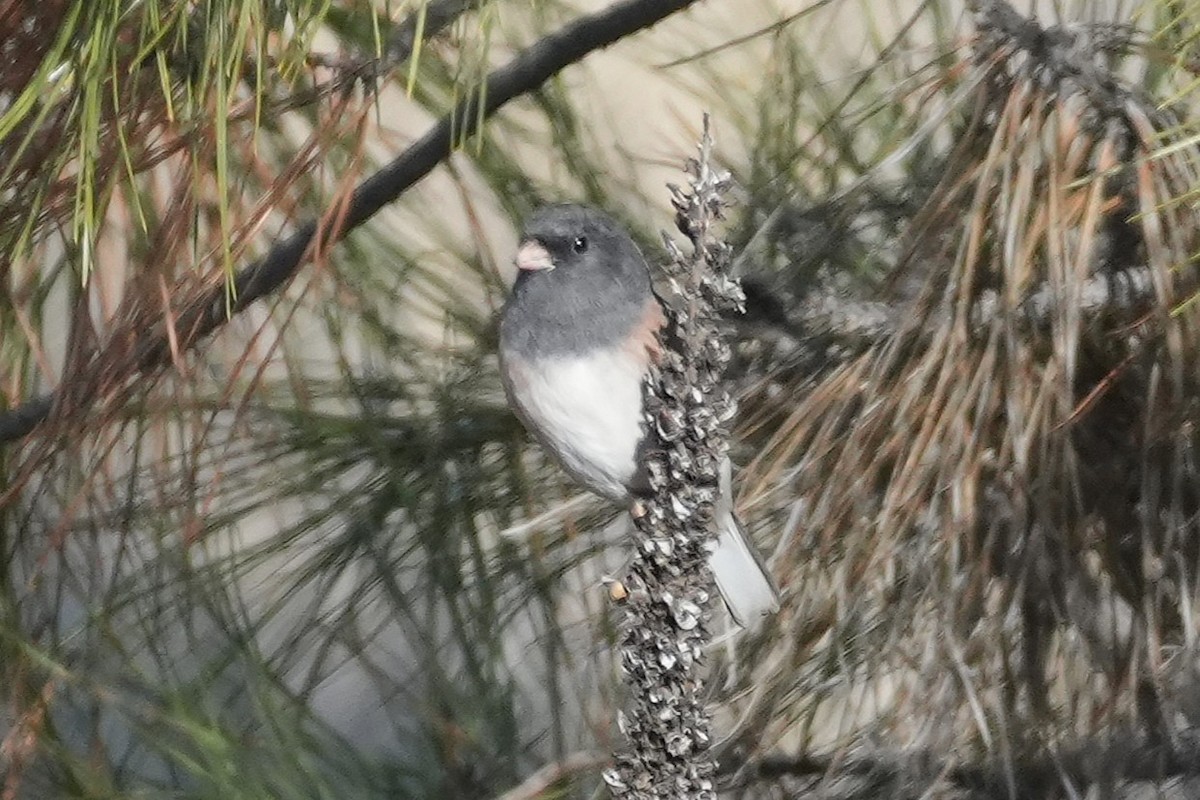 Kara Gözlü Junko - ML646166120