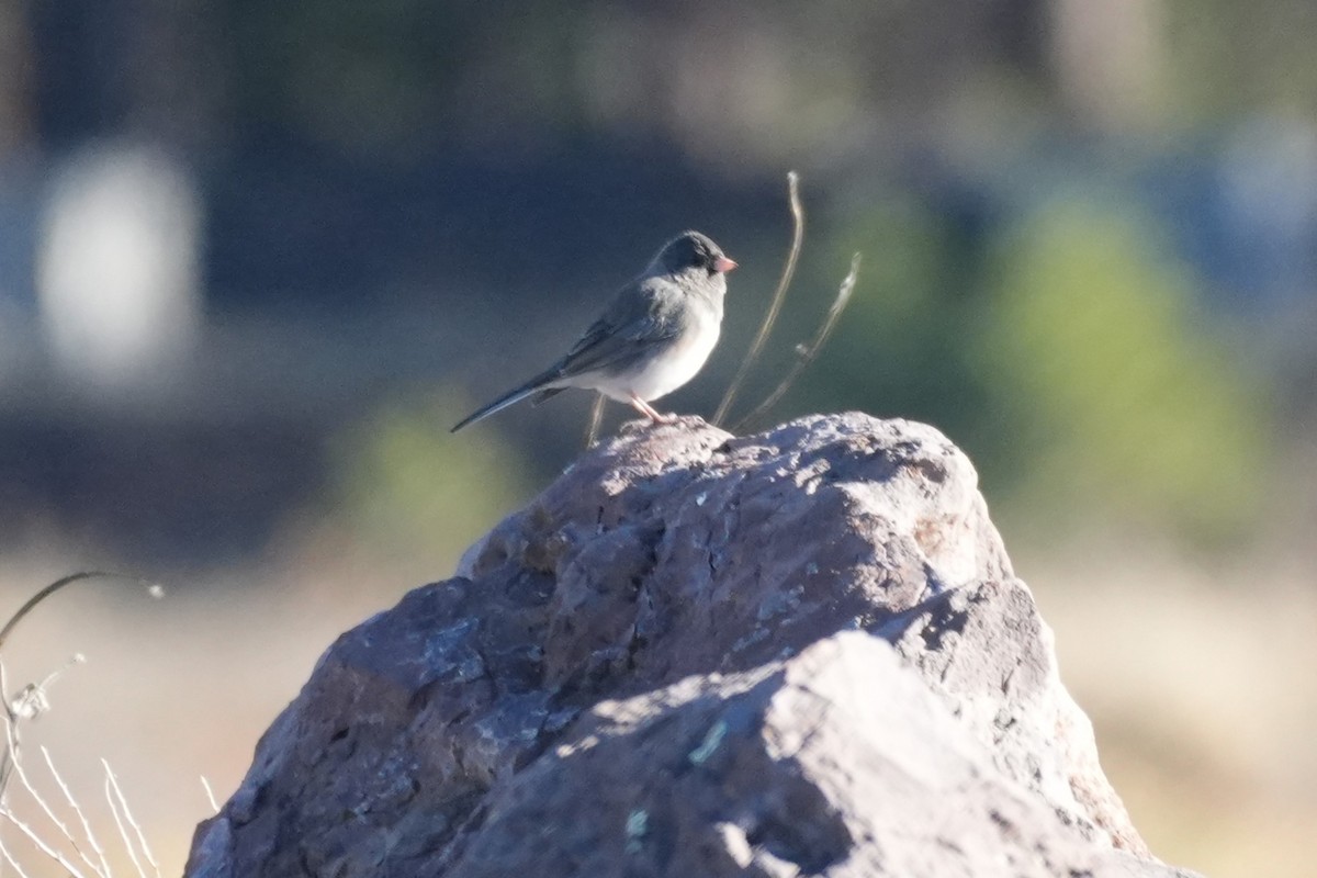 Kara Gözlü Junko - ML646166121