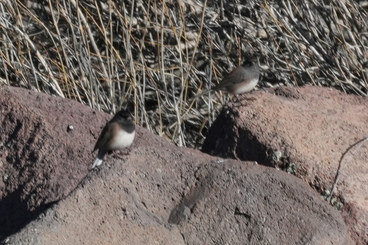 Kara Gözlü Junko - ML646166122