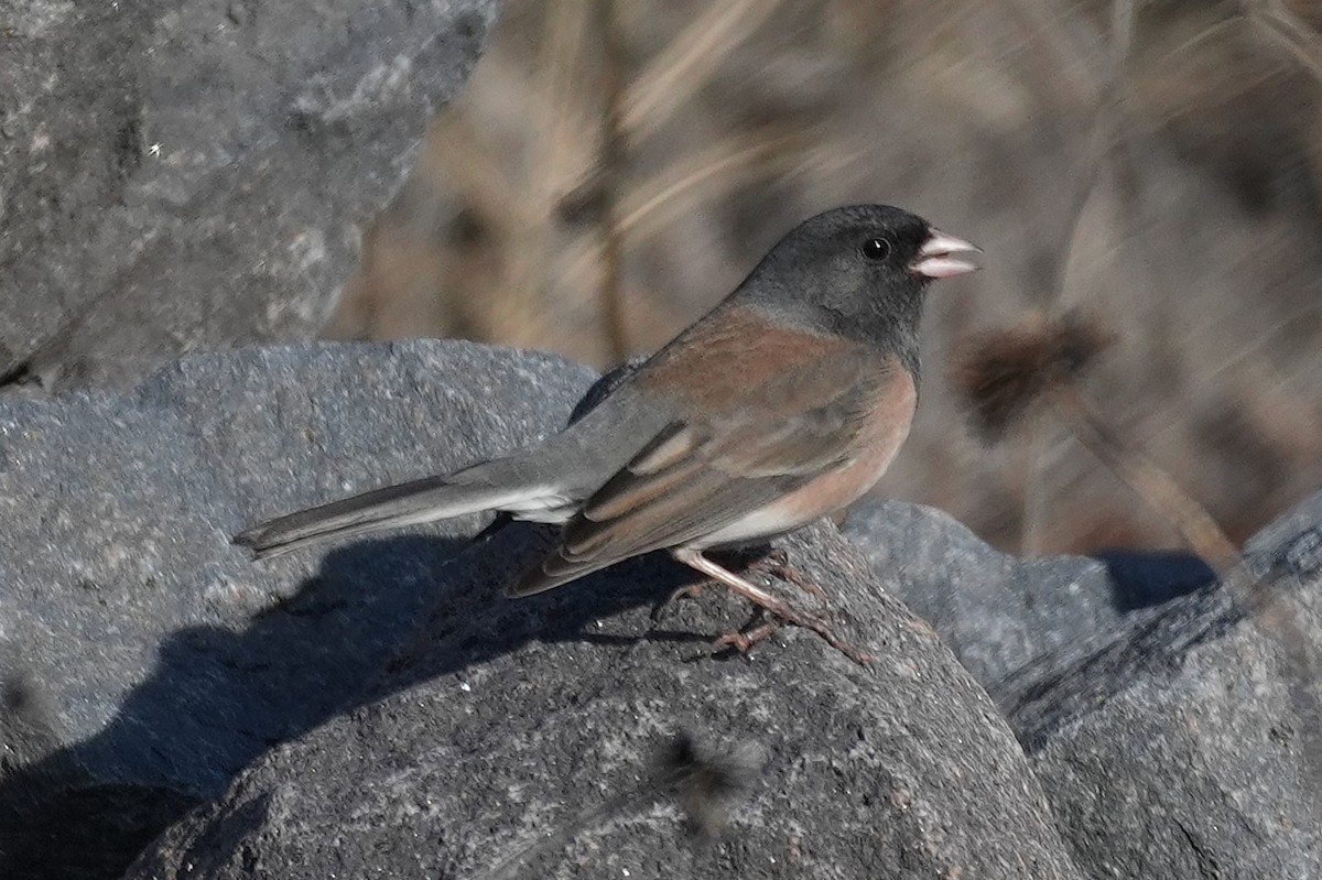 Kara Gözlü Junko - ML646166123