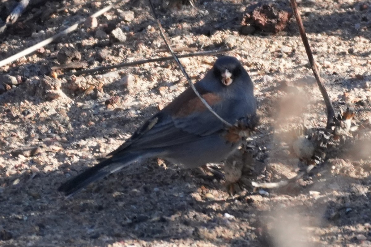 Kara Gözlü Junko - ML646166124