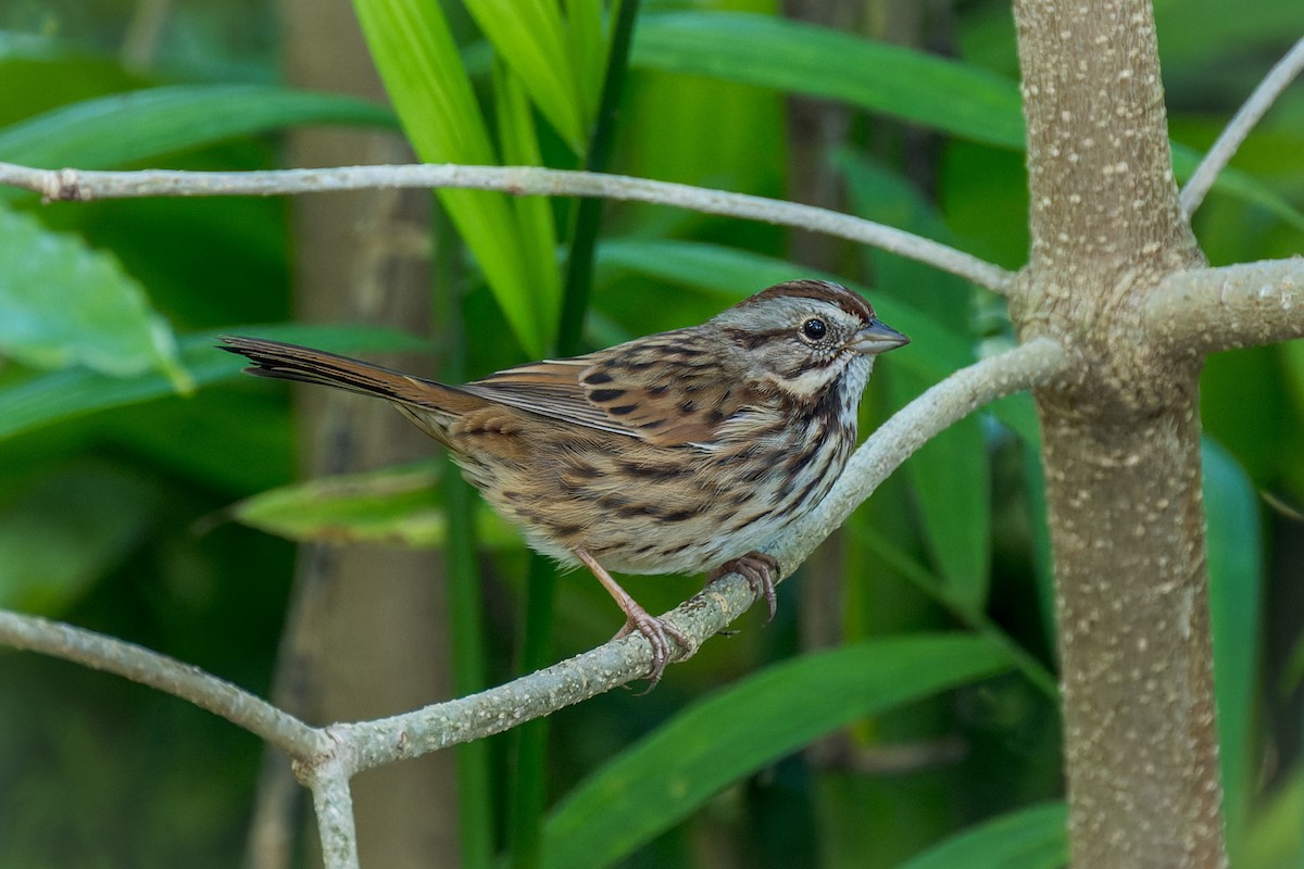 Ötücü Serçe - ML646166125