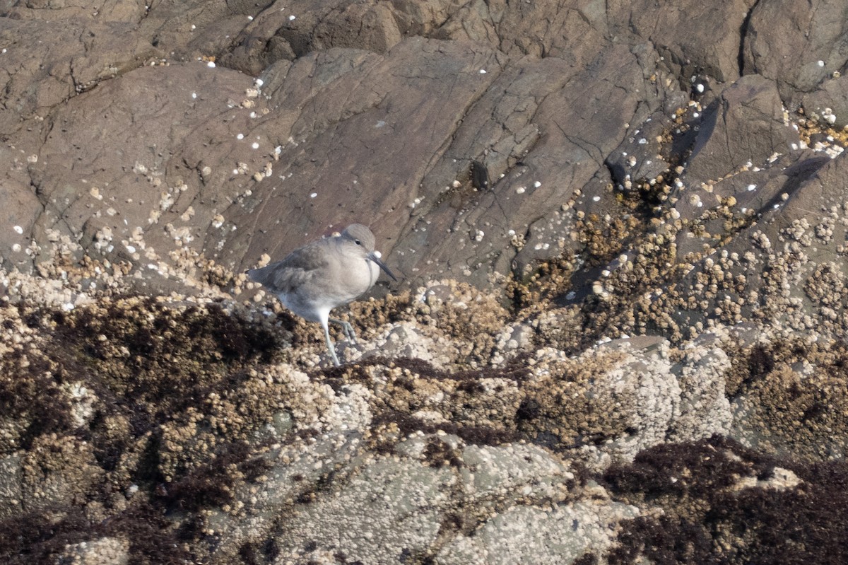 Boz Düdükçün - ML646166126