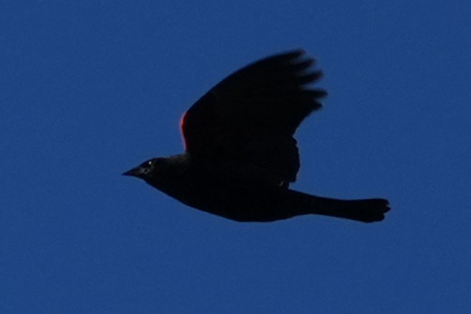 Al Kanatlı Karatavuk - ML646166127