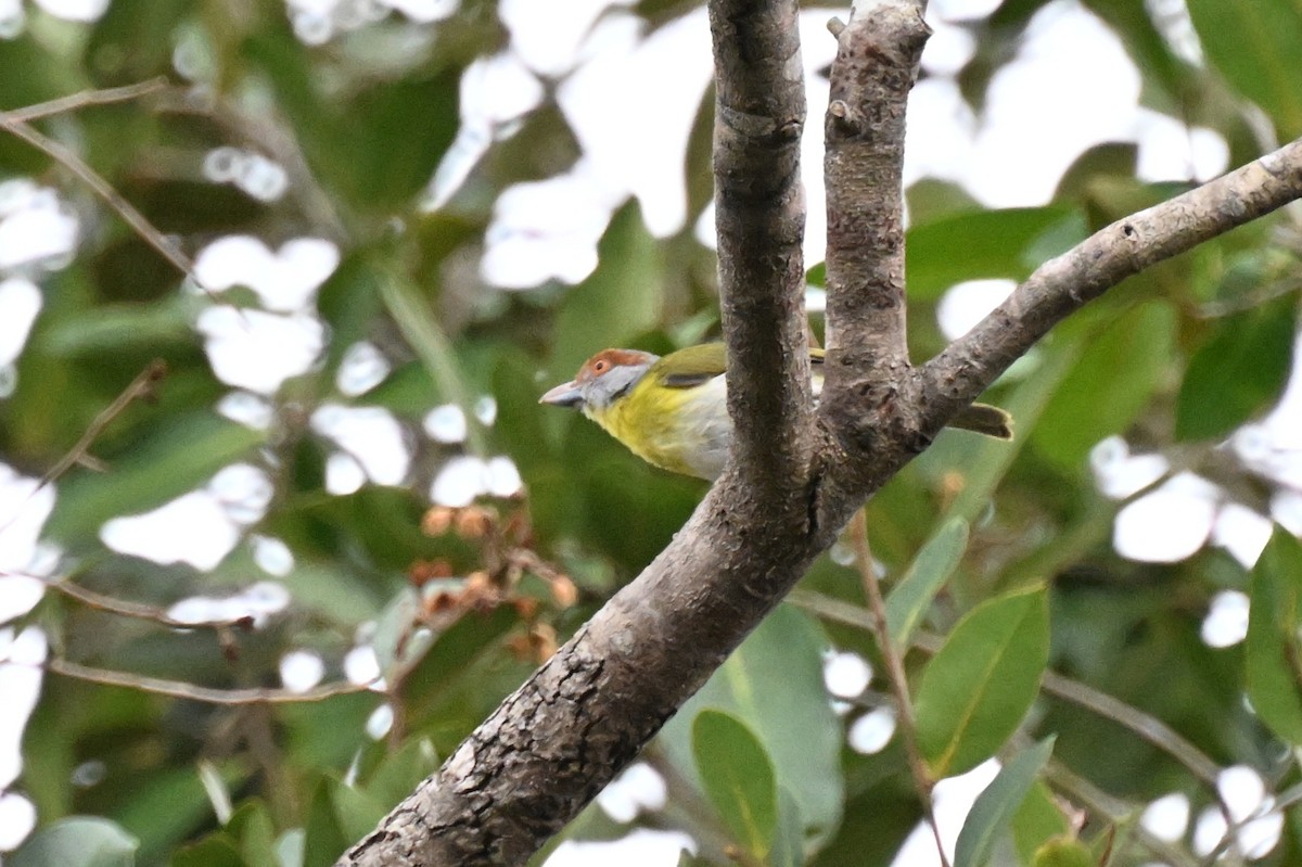Kızıl Kaşlı Koca Vireo [gujanensis grubu] - ML646166130