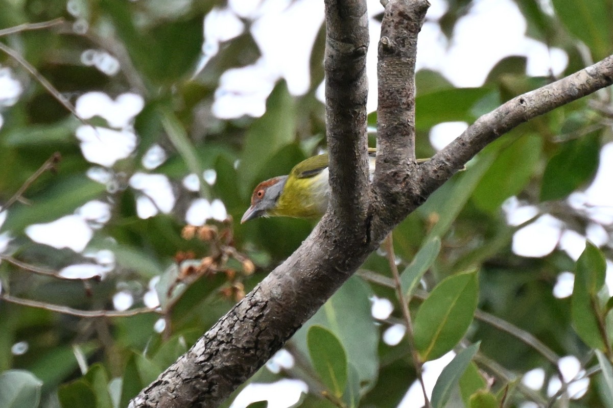 Kızıl Kaşlı Koca Vireo [gujanensis grubu] - ML646166131