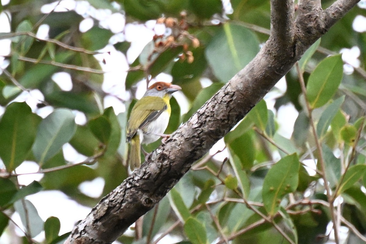 Kızıl Kaşlı Koca Vireo [gujanensis grubu] - ML646166132
