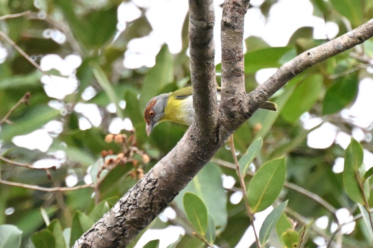 Kızıl Kaşlı Koca Vireo [gujanensis grubu] - ML646166133