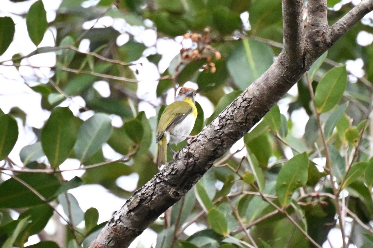 Kızıl Kaşlı Koca Vireo [gujanensis grubu] - ML646166134