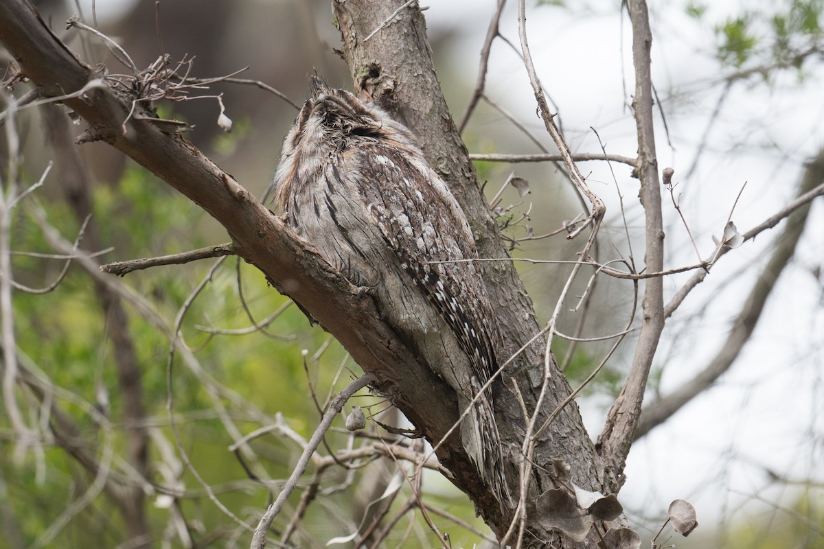 Avustralya Kocaağzı - ML646166135