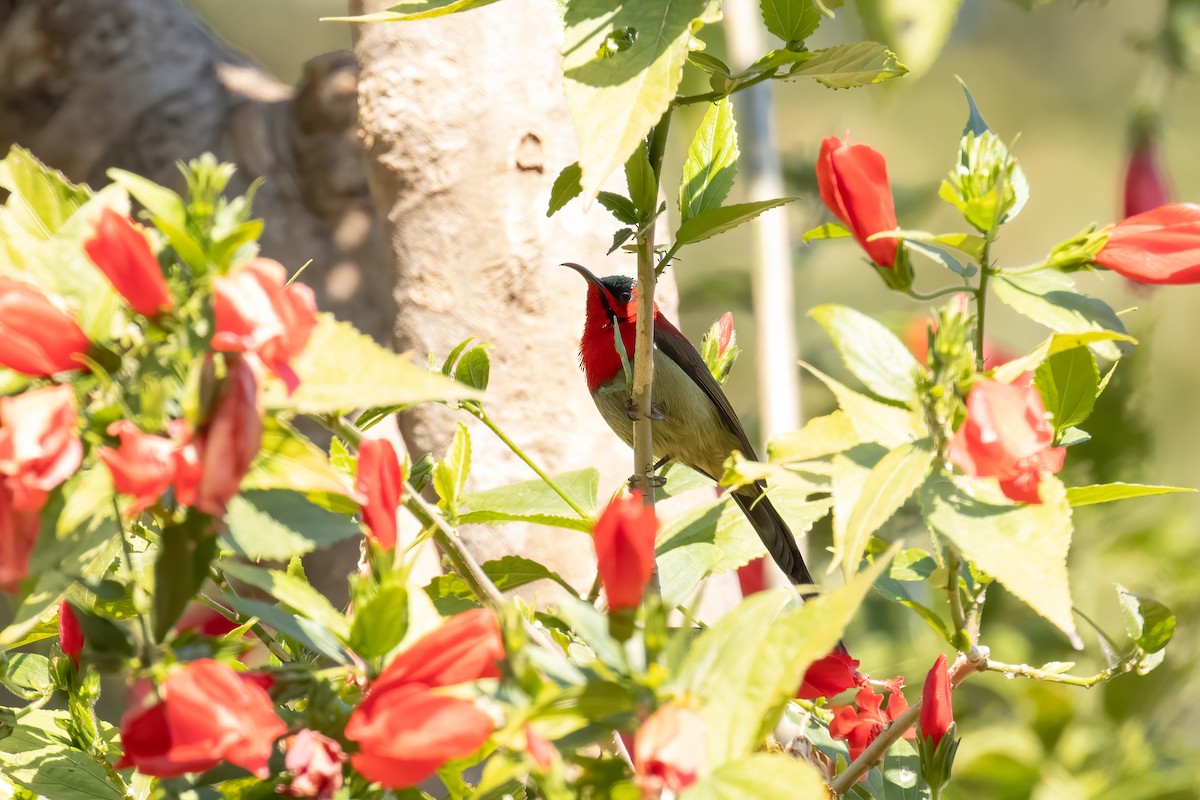 Siparaya Nektarkuşu - ML646166136