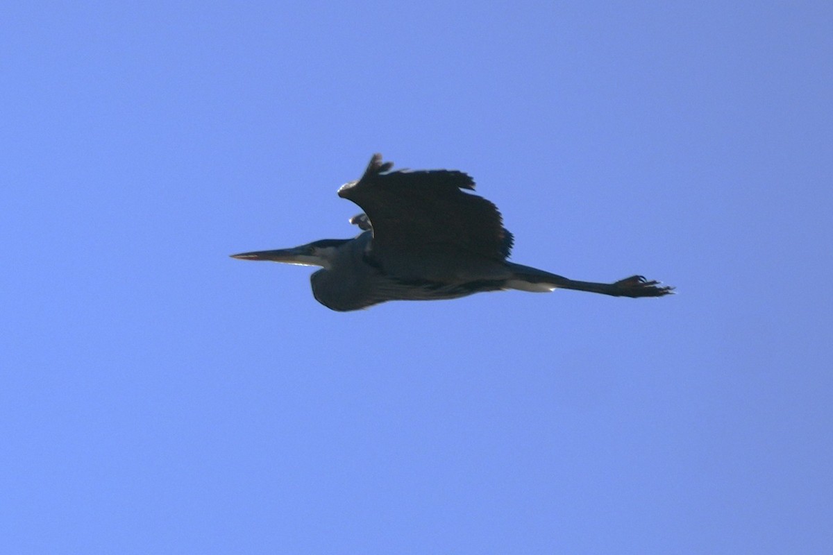 Amerika Gri Balıkçılı - ML646166137