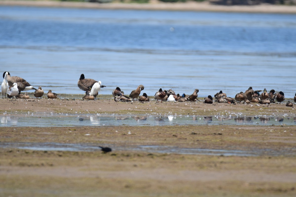 Mavi Kanatlı Ördek - ML646166139