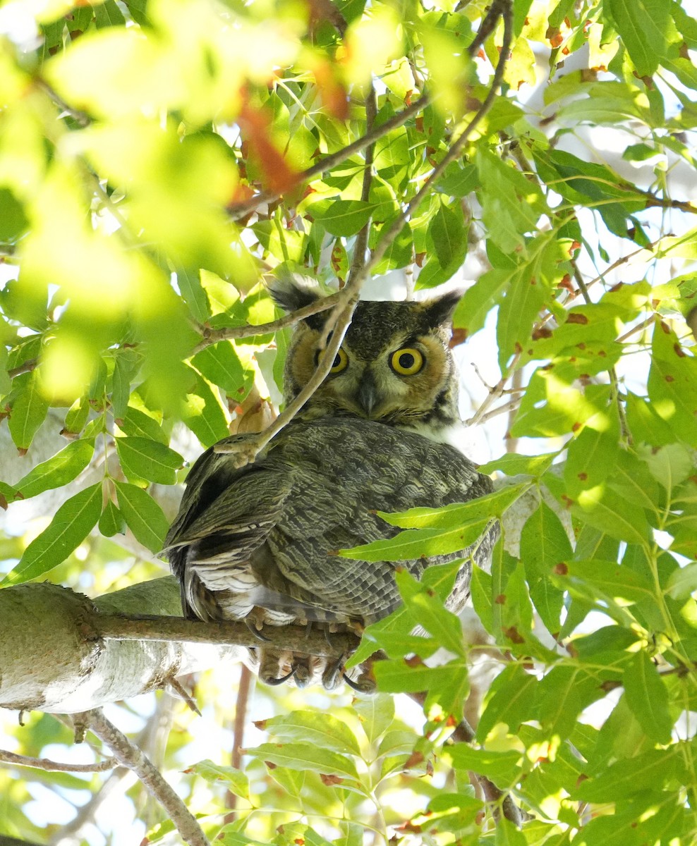 Great Horned Owl - ML646166140