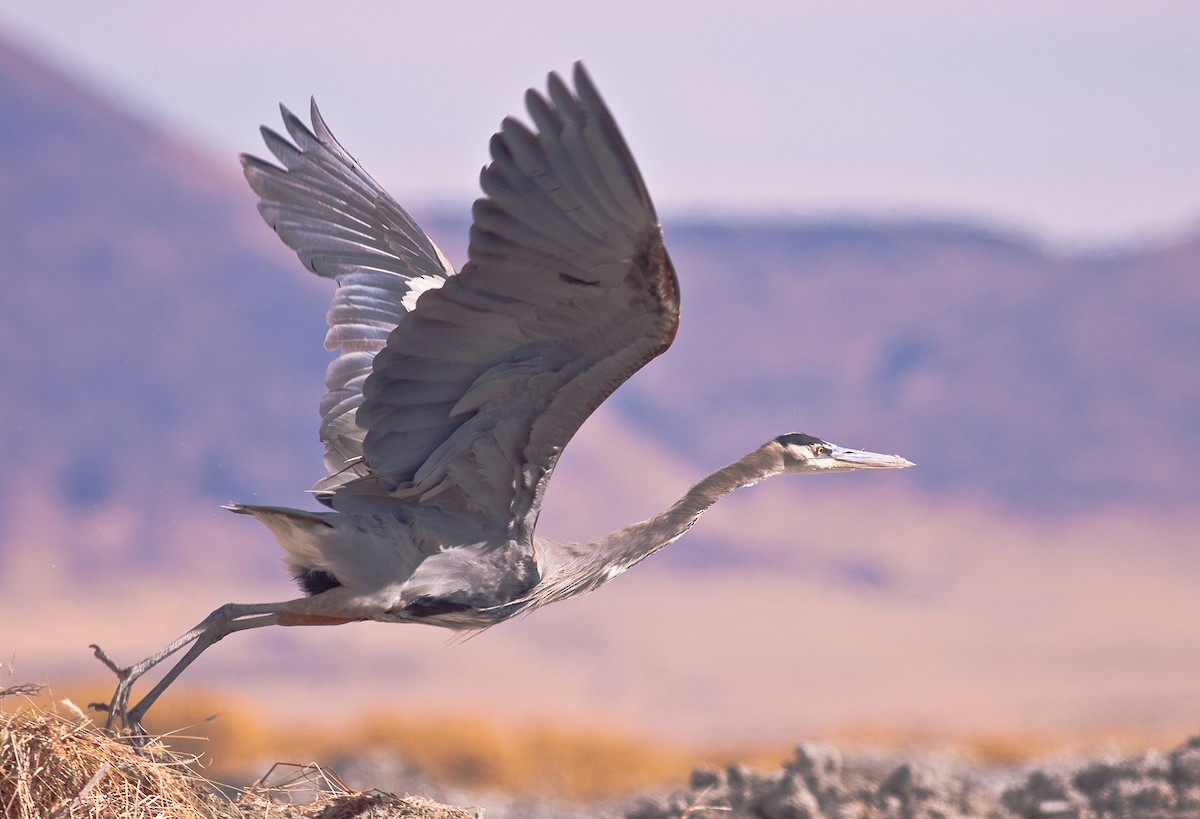 Amerika Gri Balıkçılı - ML646166141