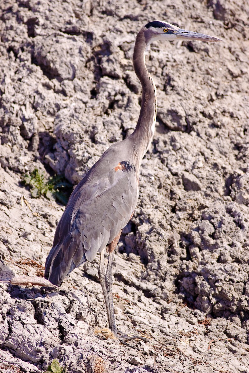 Amerika Gri Balıkçılı - ML646166142