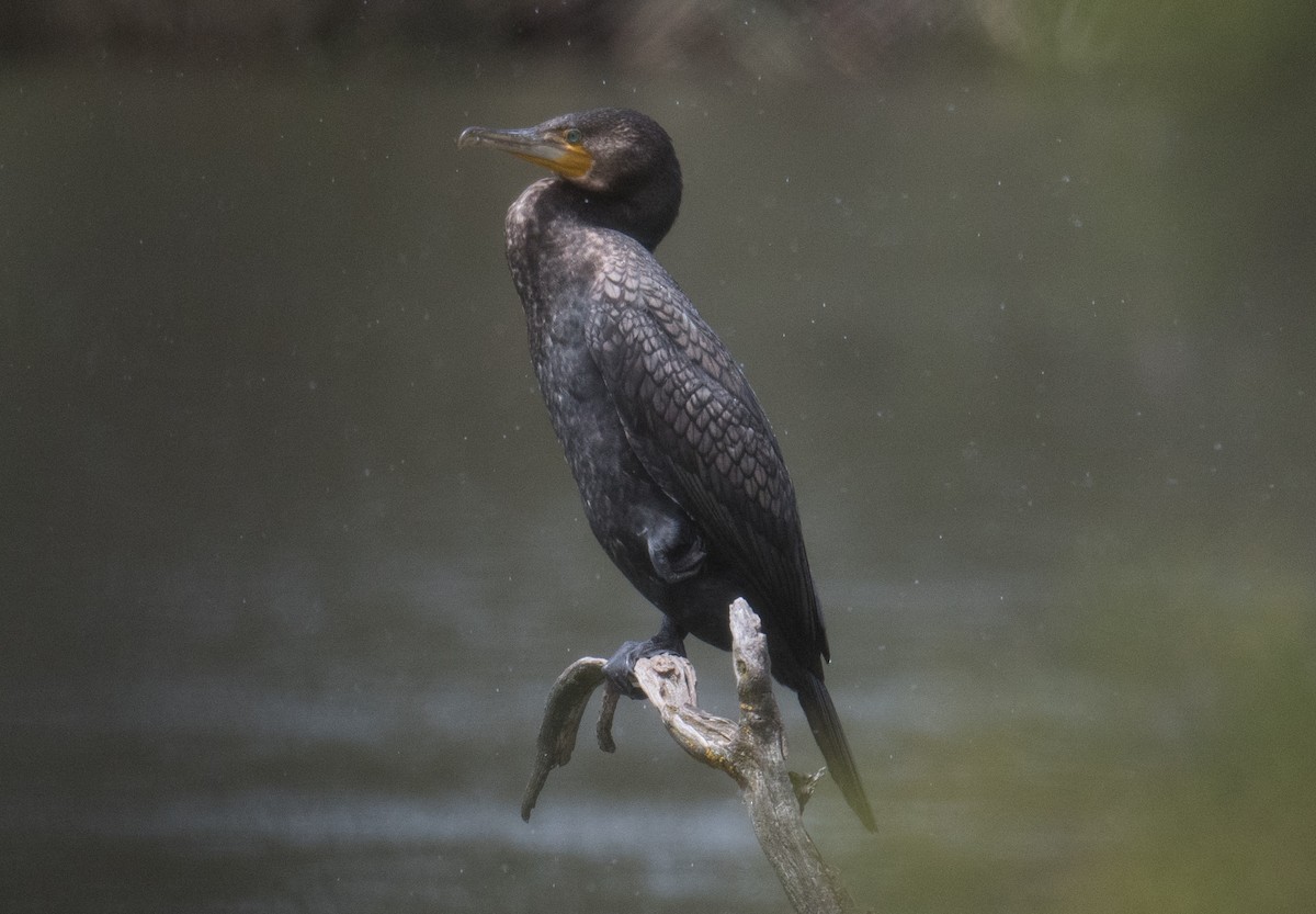 Karabatak - ML646166147