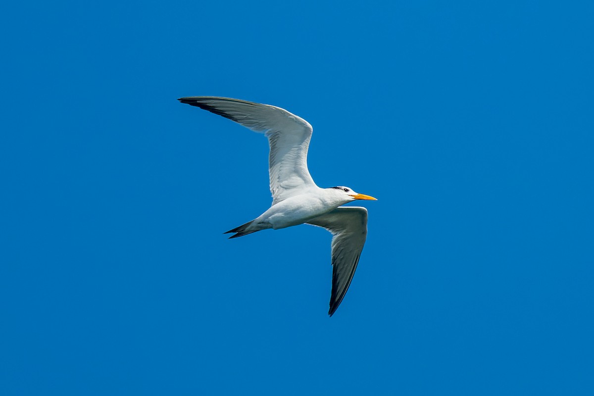 Kral Sumru - ML646166148