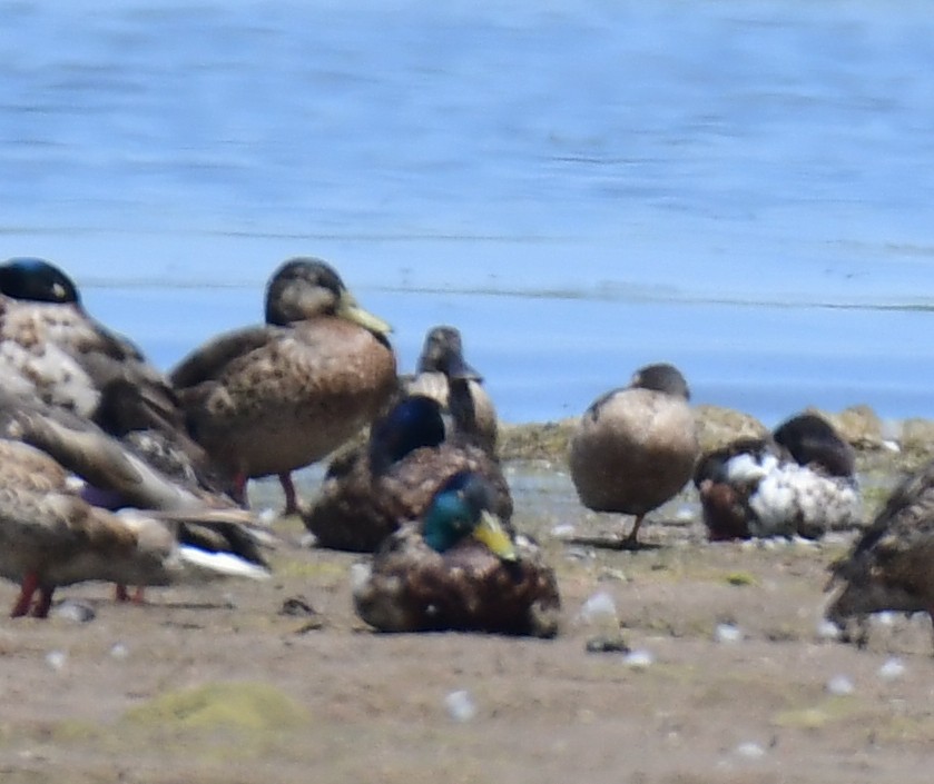 Kaşıkgaga - ML646166149