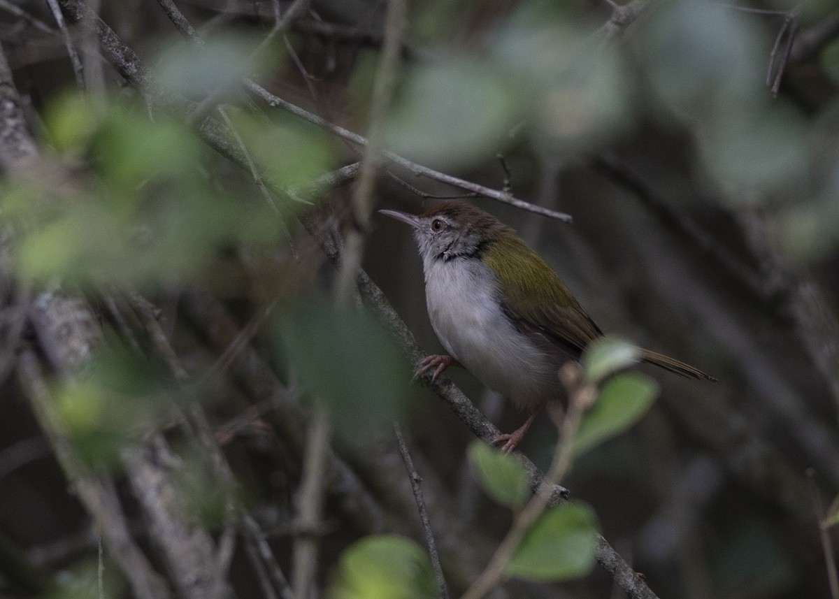 Terzikuşu - ML646166150