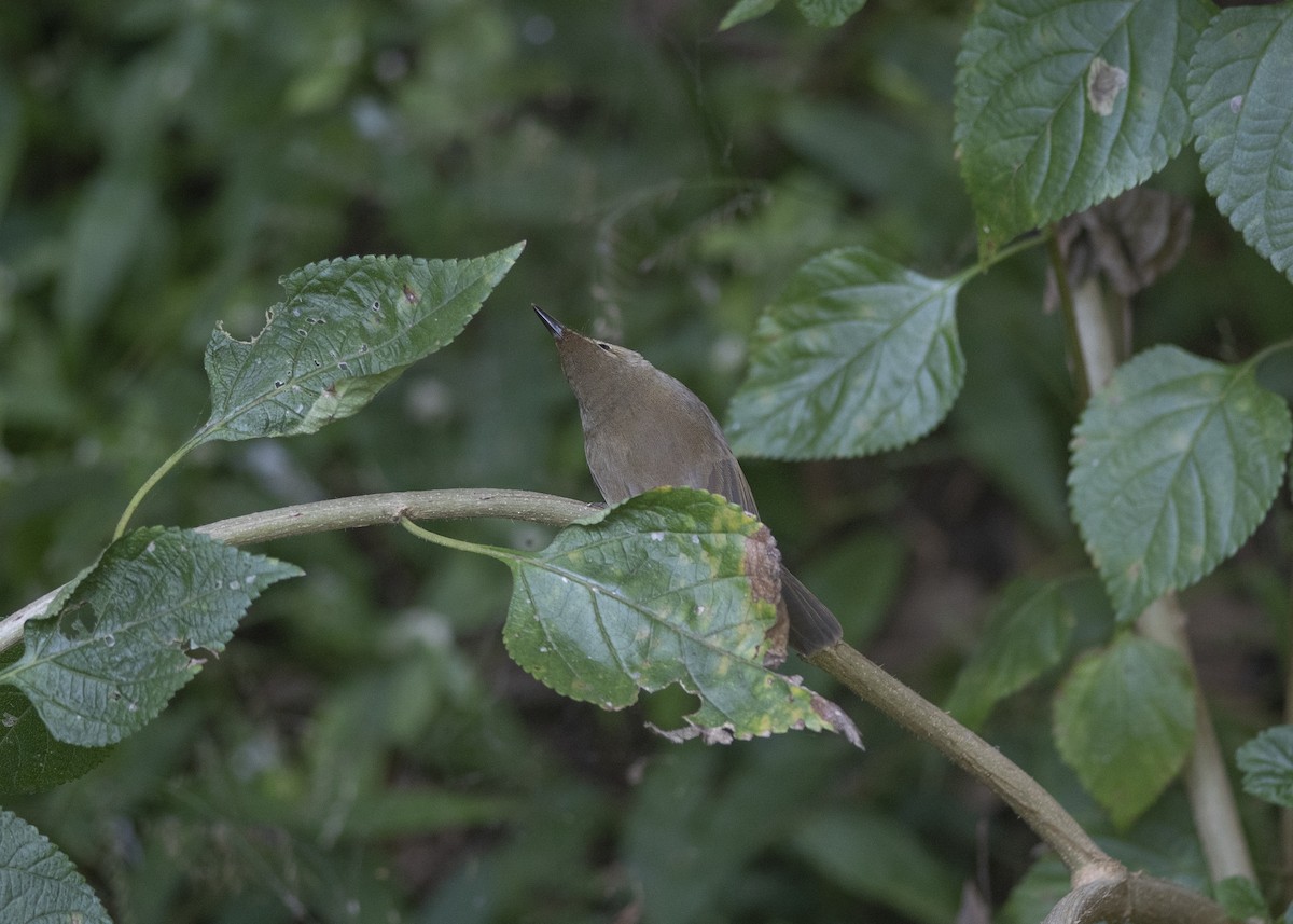 Kuzey Kamışçını - ML646166151