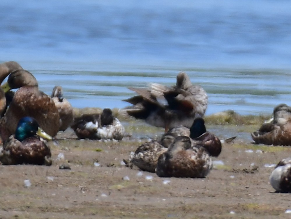 Boz Ördek - ML646166163