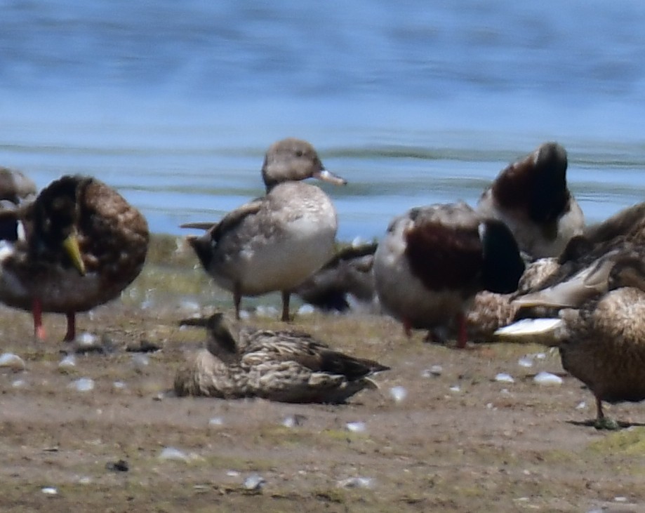 Boz Ördek - ML646166164