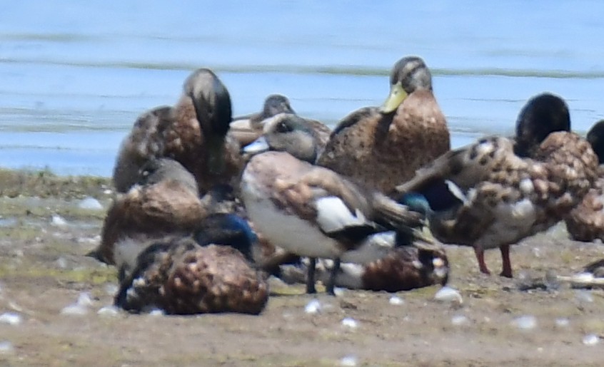 American Wigeon - ML646166173