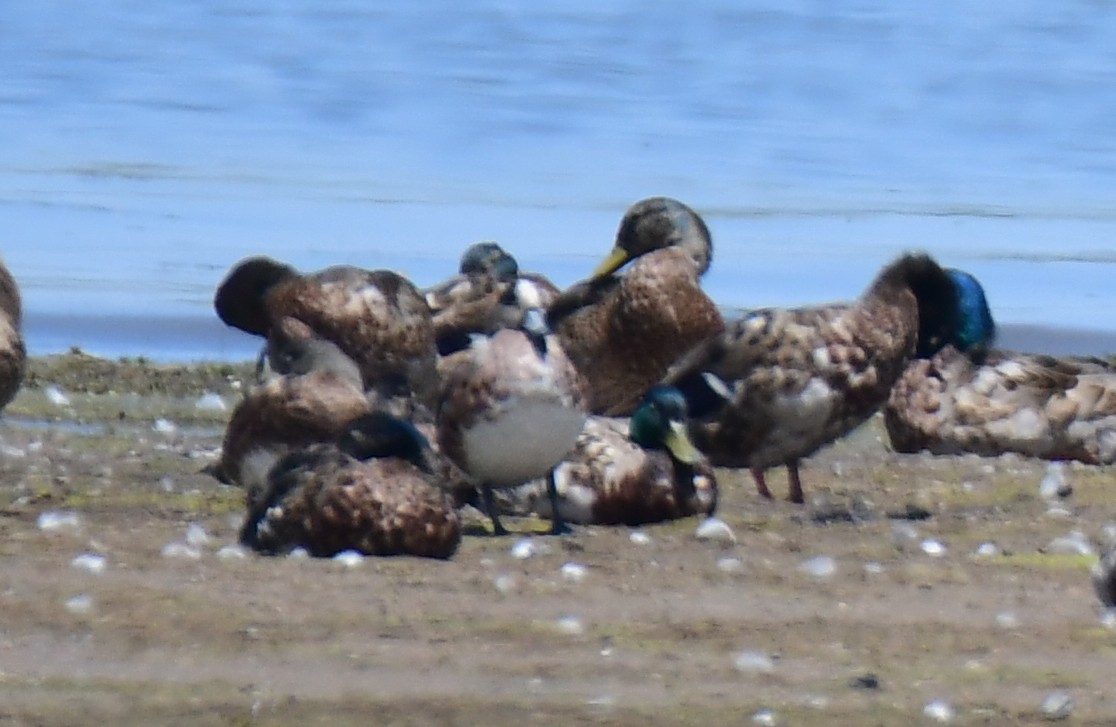 American Wigeon - ML646166174