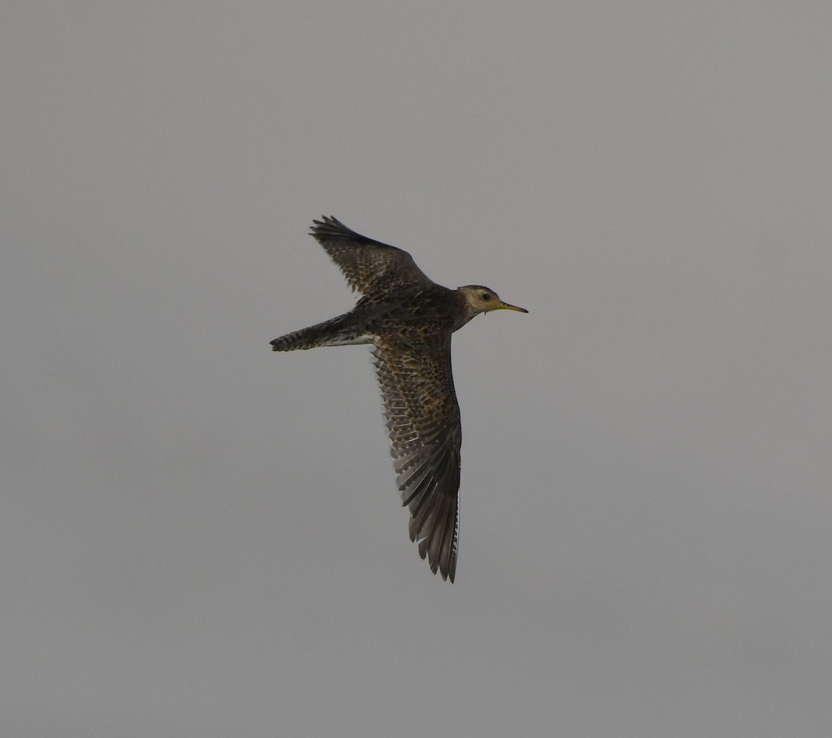 Upland Sandpiper - ML646166177