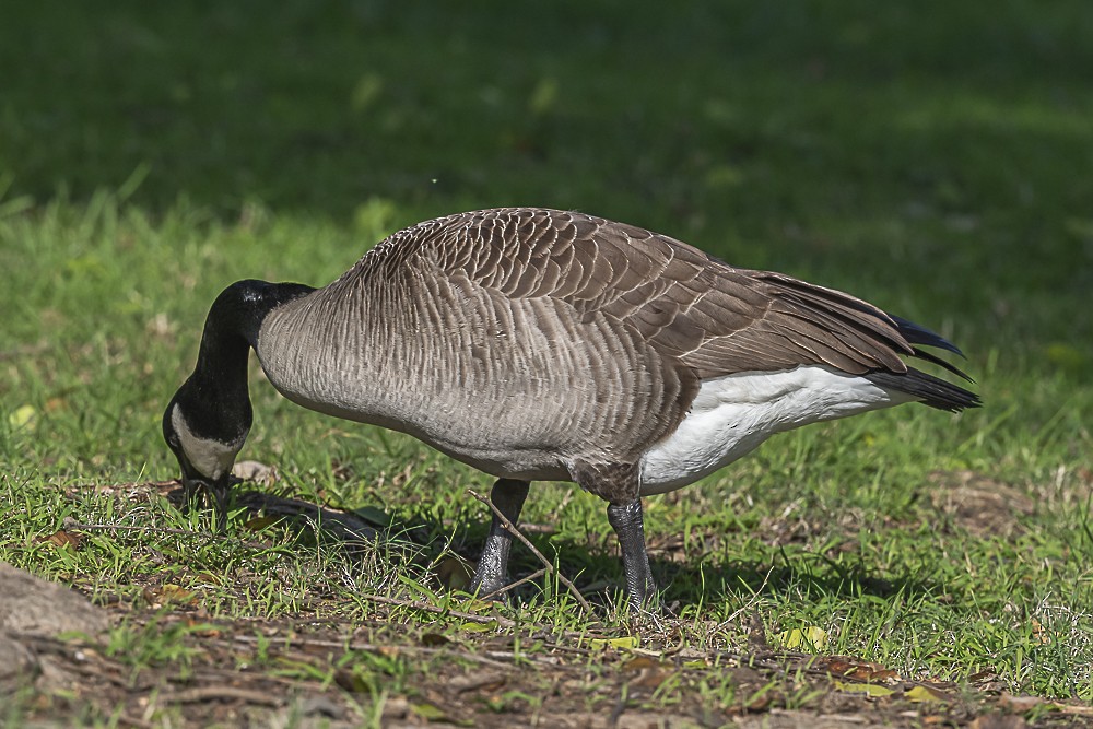 Branta kanadar handia - ML646166183