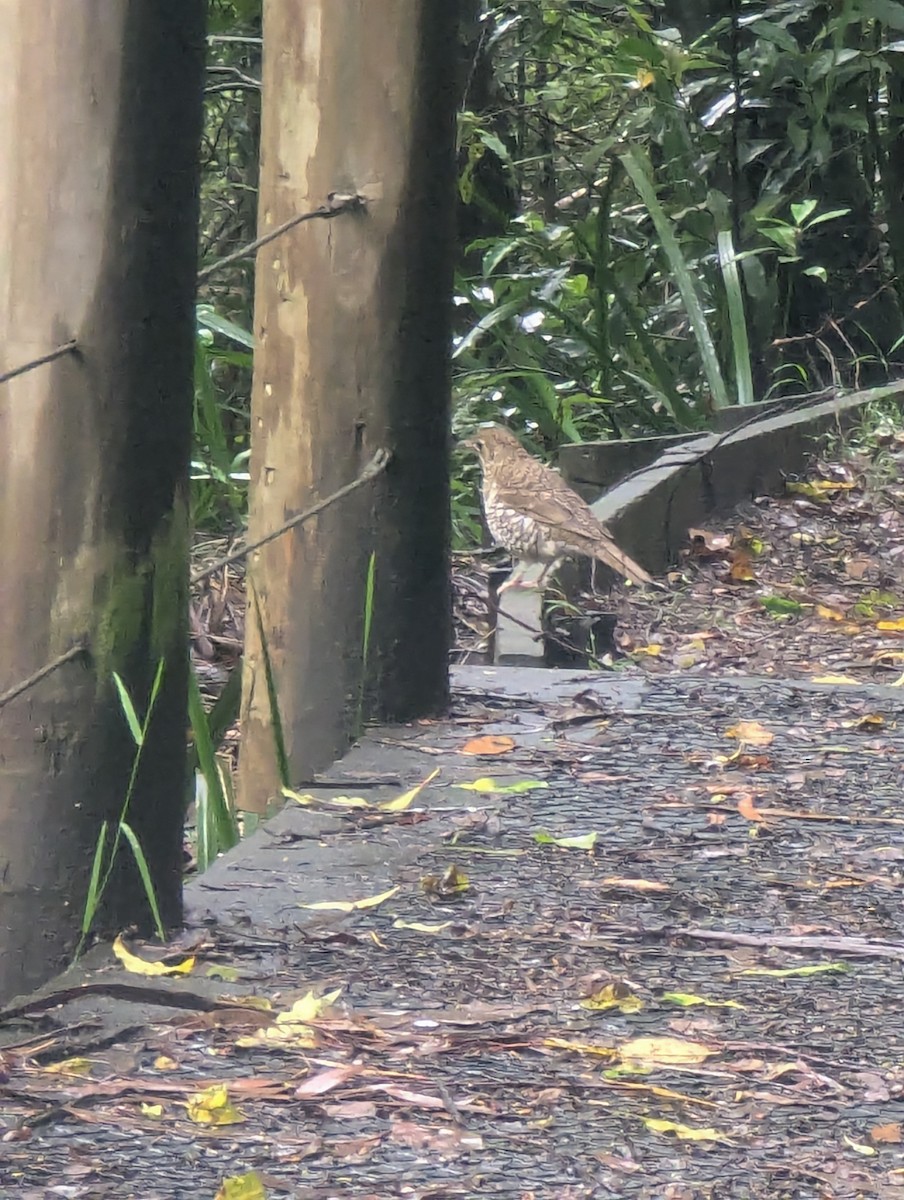 Bassian Thrush - ML646166187