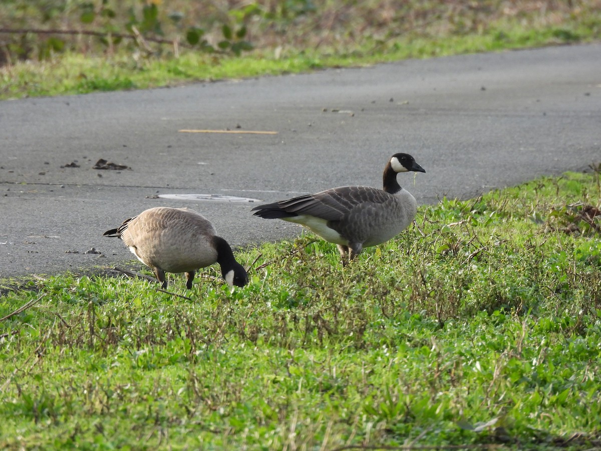 Cackling Goose (Taverner's) - ML646166192
