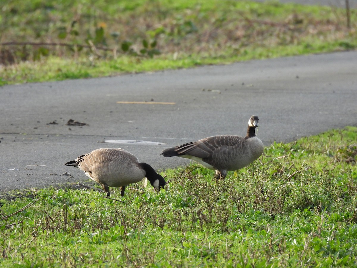 Cackling Goose (Taverner's) - ML646166193