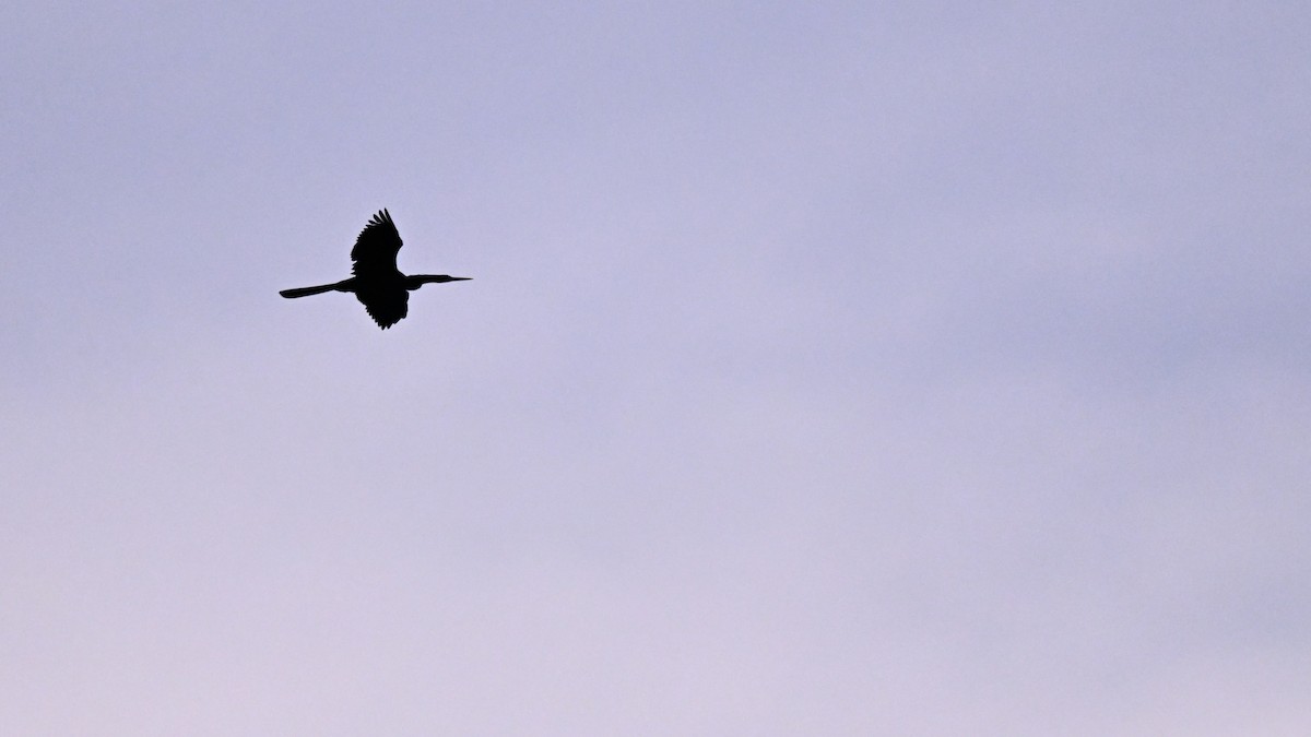 Anhinga - ML646166201