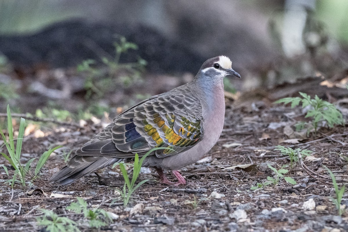 Common Bronzewing - ML646166202
