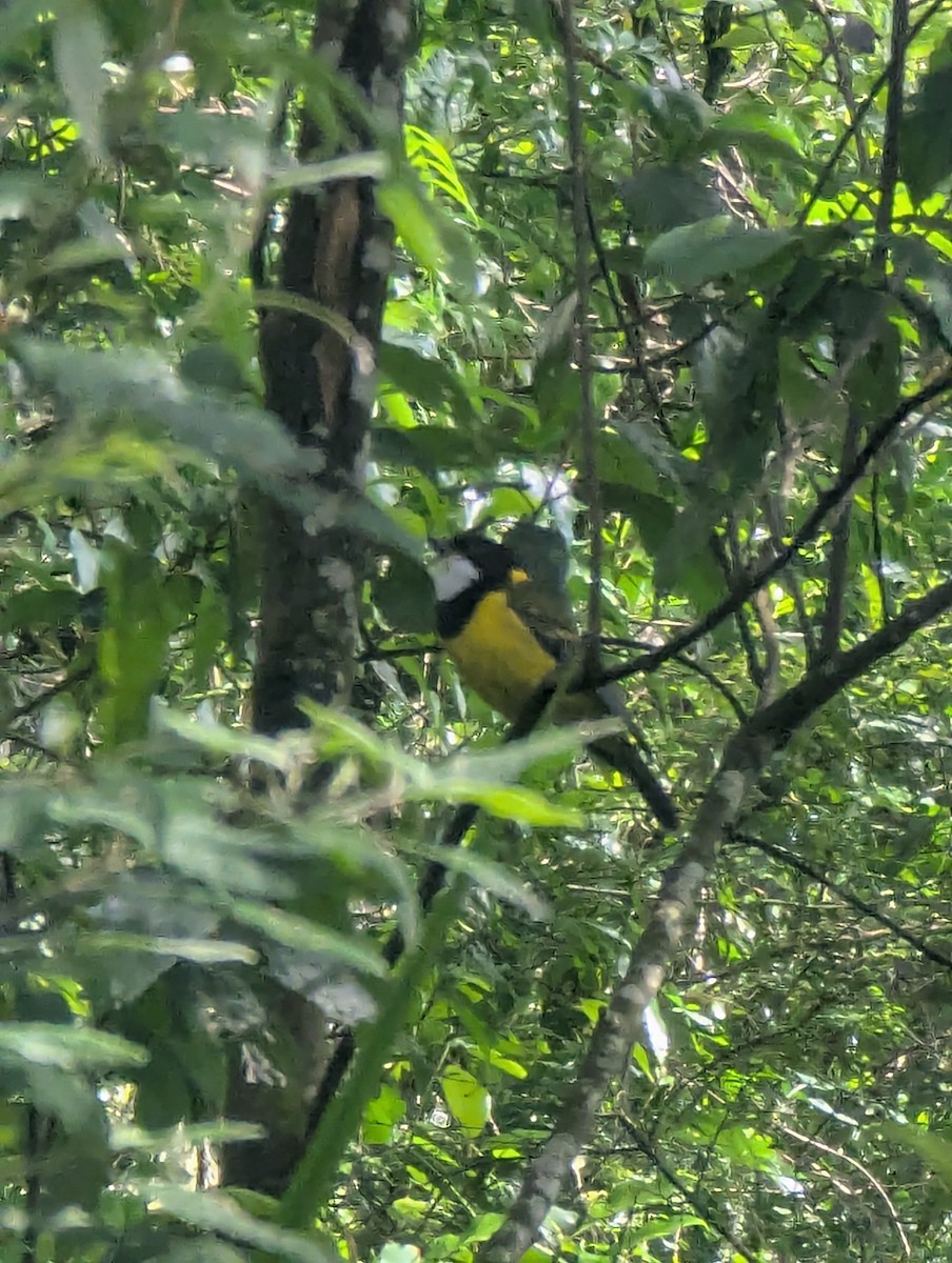 Golden Whistler - ML646166203