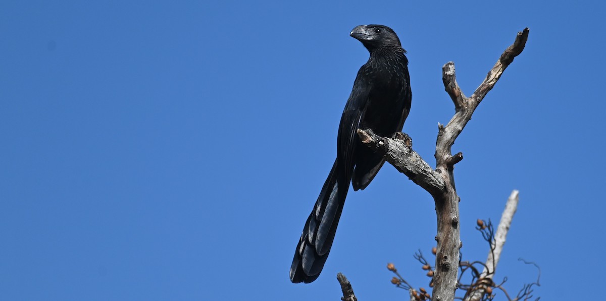 Groove-billed Ani - ML646166205