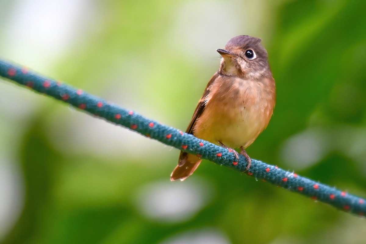 Ferruginous Flycatcher - ML646166206
