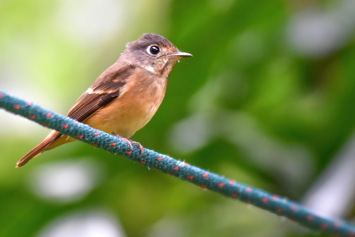 Ferruginous Flycatcher - ML646166207