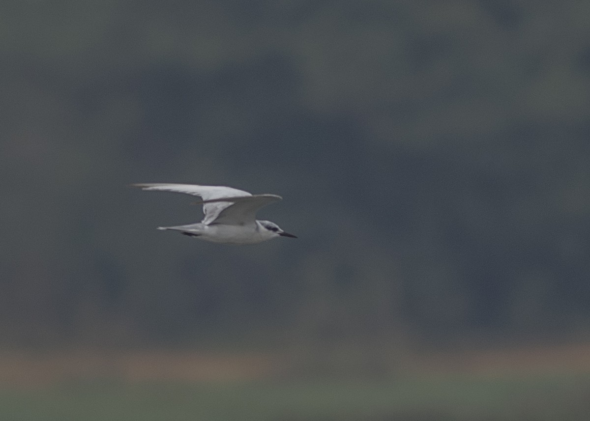 Whiskered Tern - ML646166209