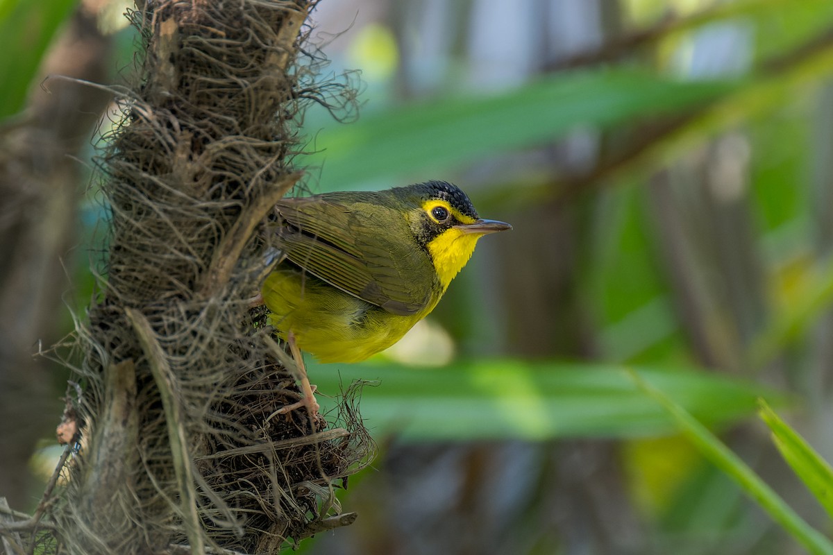 Kentucky Warbler - ML646166210