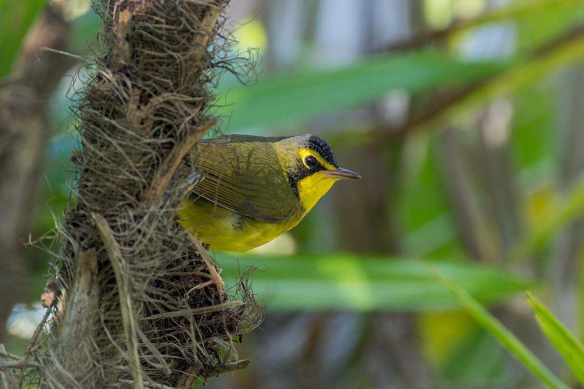Kentucky Warbler - ML646166211