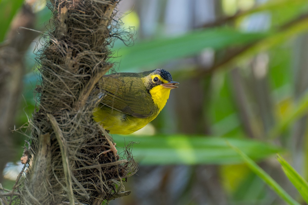 Kentucky Warbler - ML646166212