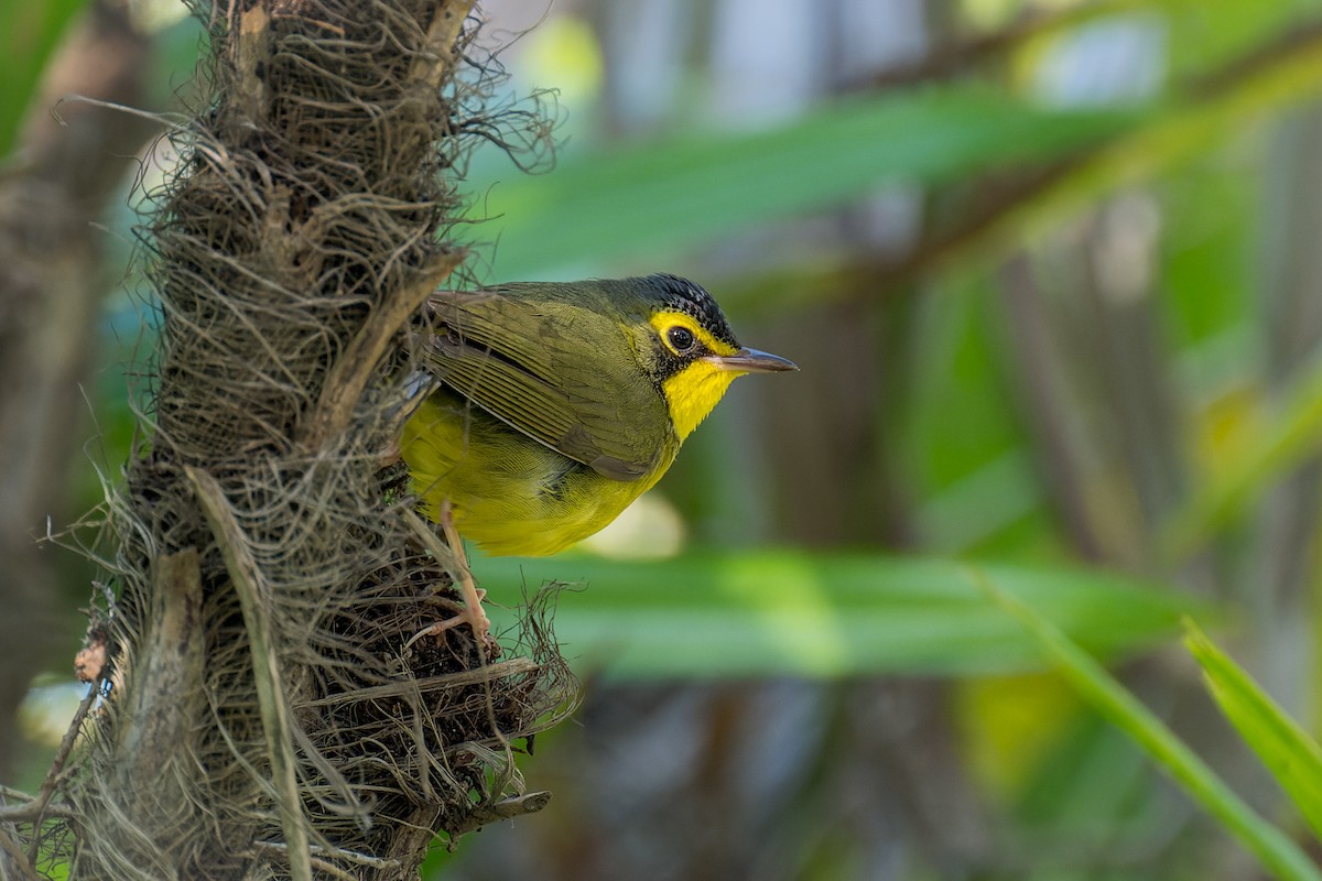 Kentucky Warbler - ML646166213