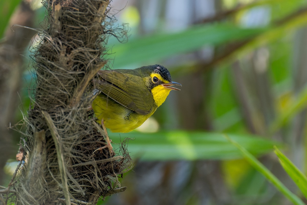 Kentucky Warbler - ML646166214