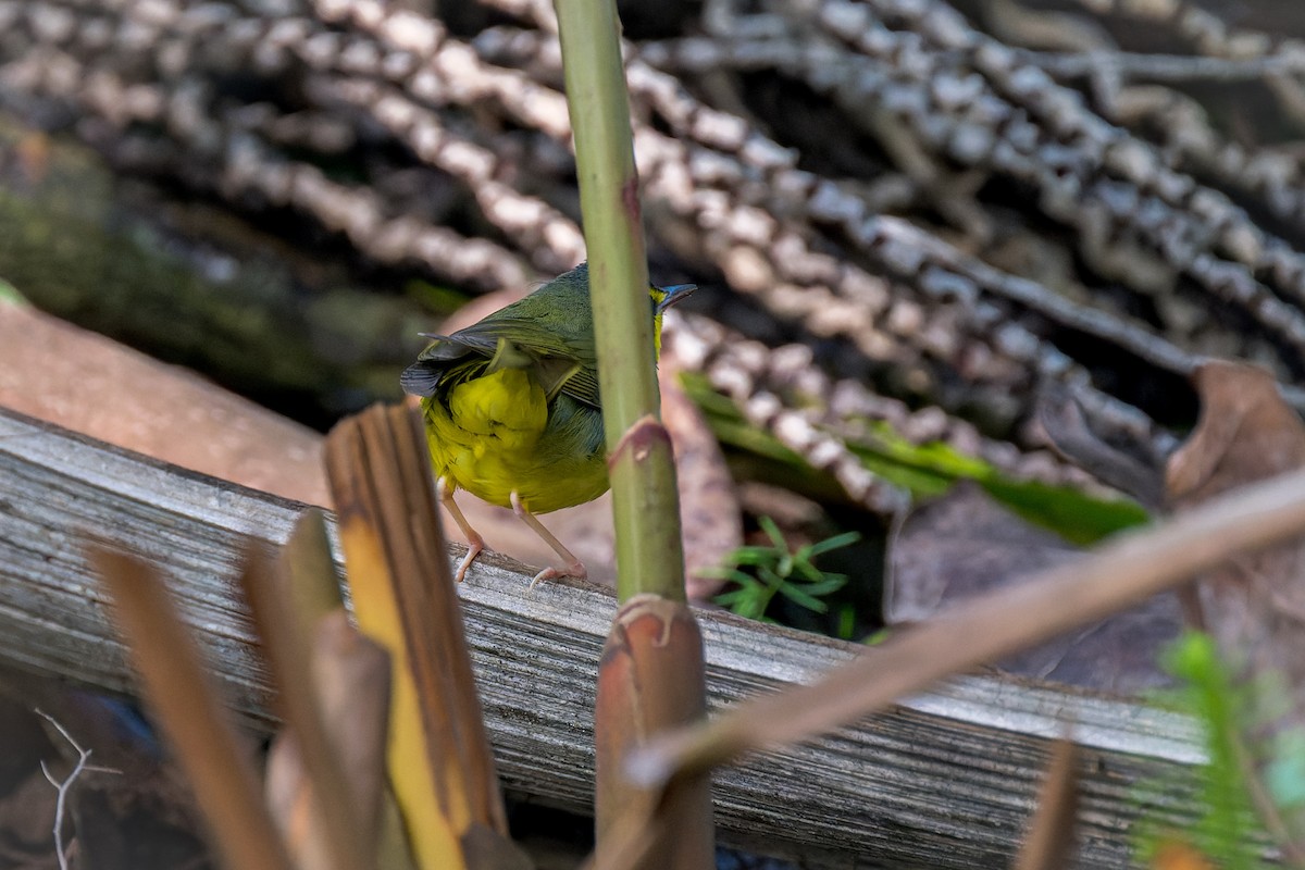 Kentucky Warbler - ML646166215