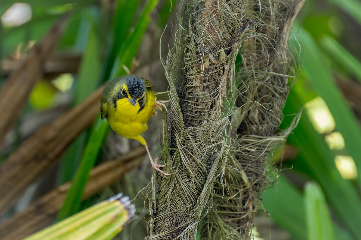 Kentucky Warbler - ML646166216