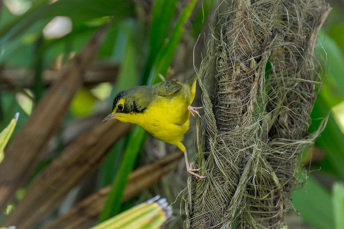 Kentucky Warbler - ML646166217