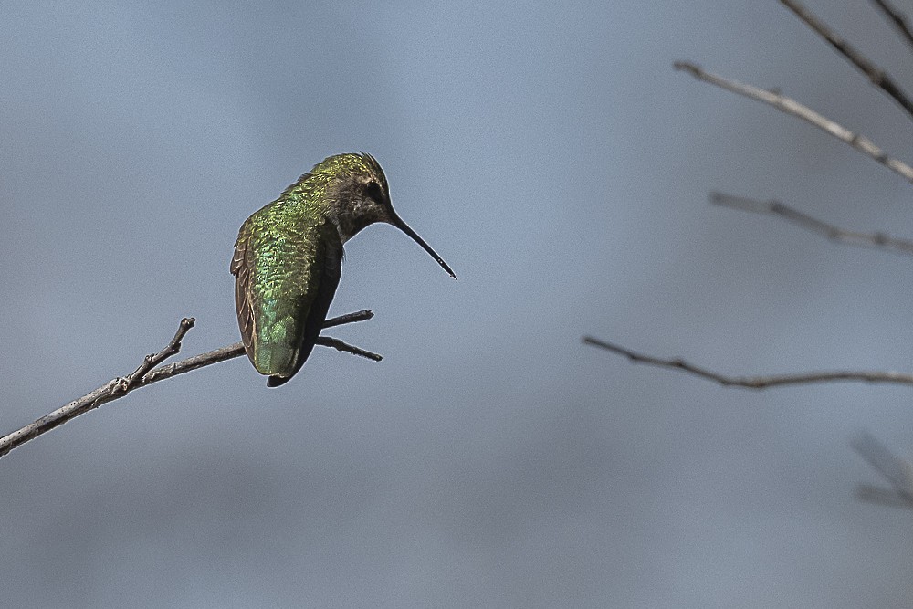 Anna's Hummingbird - ML646166218